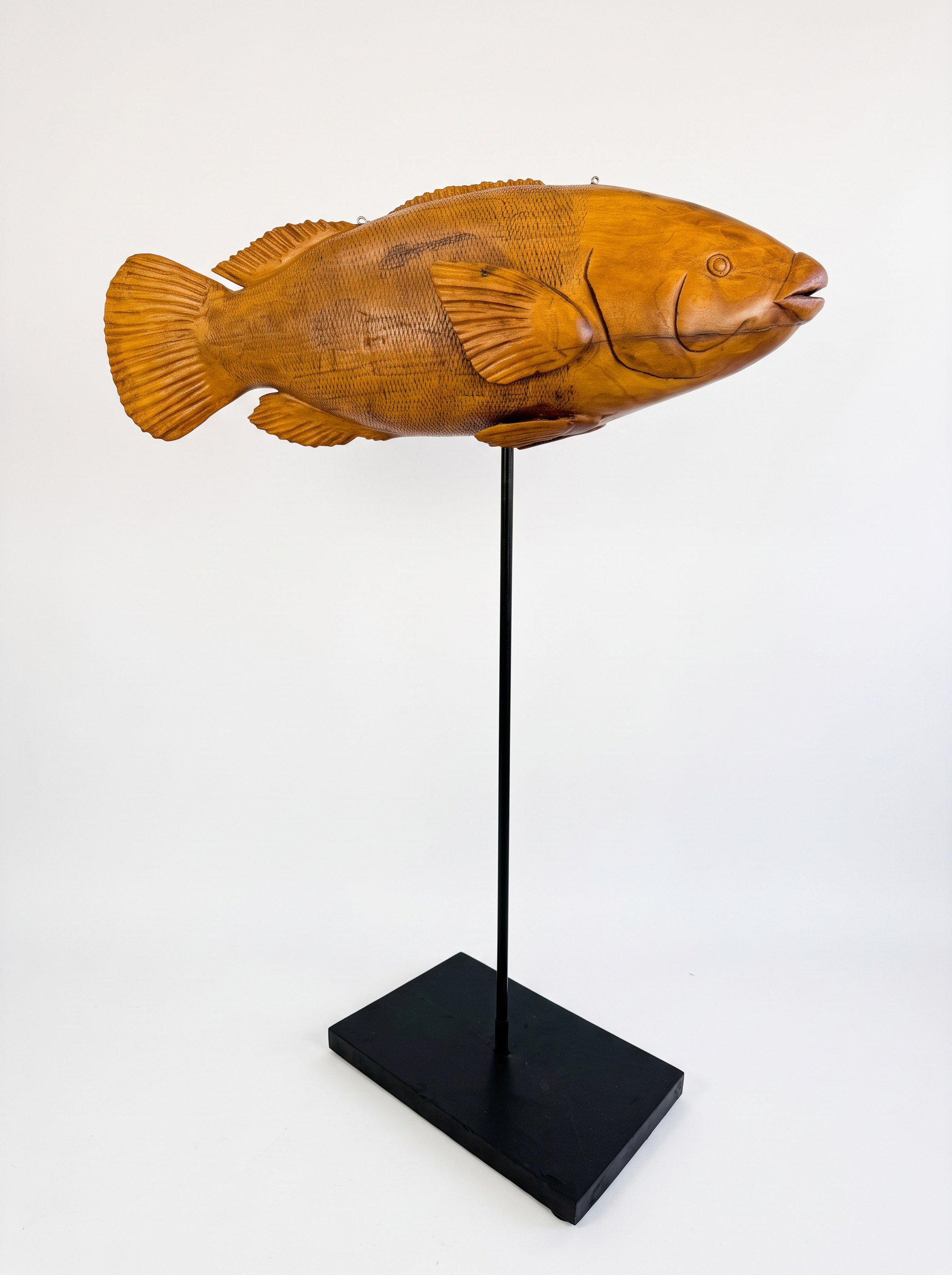 Bluey the Blue Groper by Andrew Jones — photo 1 of 2
